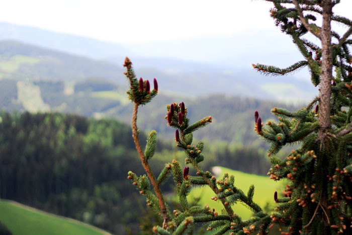 Wipfelwanderweg Rachau