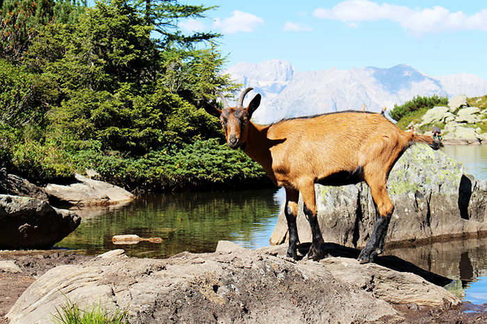 Ausflugstipp: Wanderung von der Reiteralm zum Spiegelsee