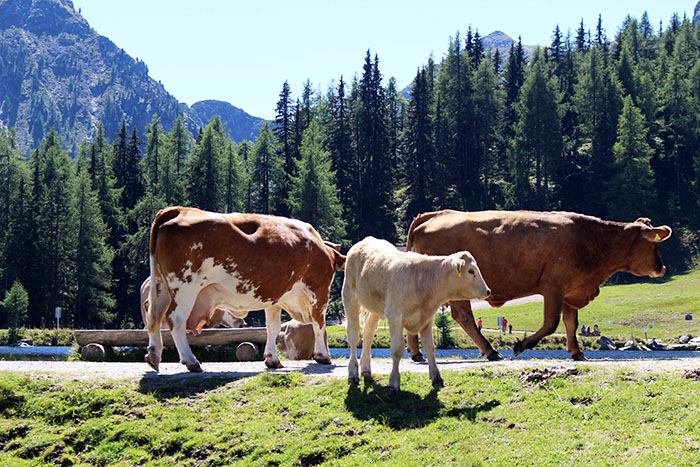 Ausflugstipp: Wanderung von der Reiteralm zum Spiegelsee