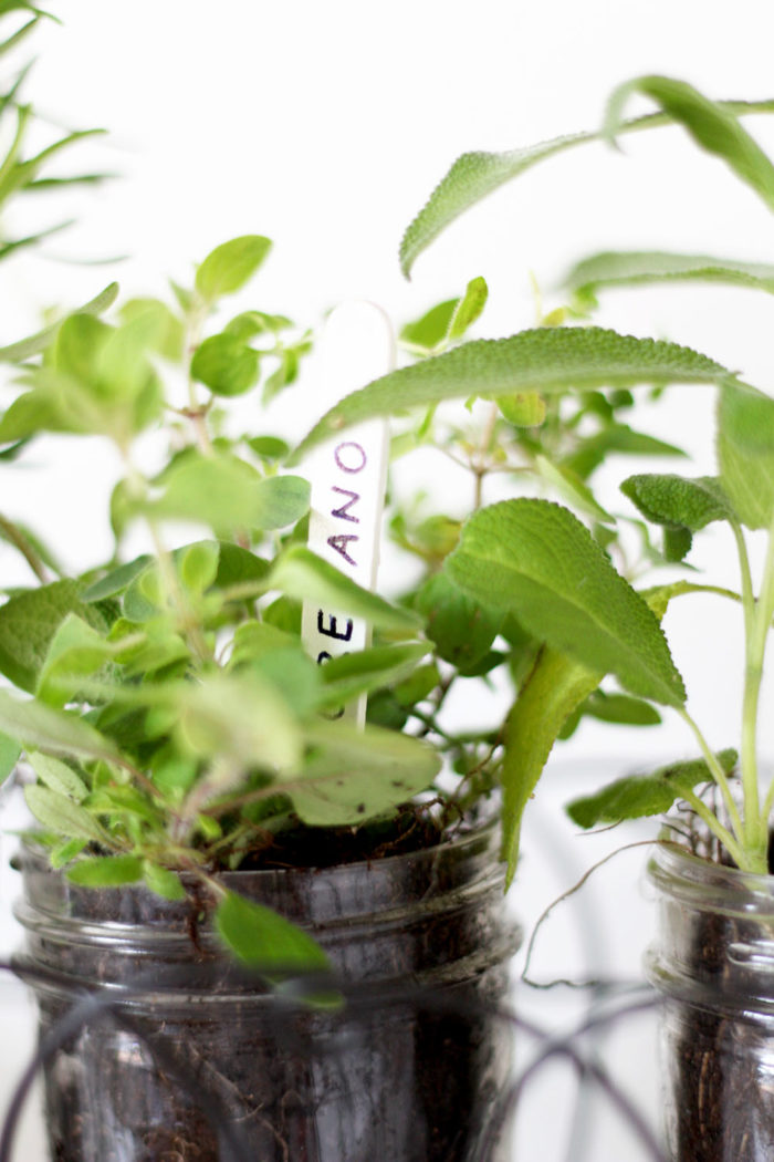 DIY Kräutergarten für die Küche im Lieblingsglas