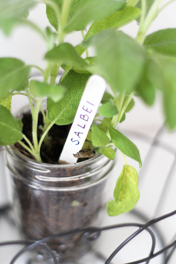 DIY Kräutergarten für die Küche im Lieblingsglas