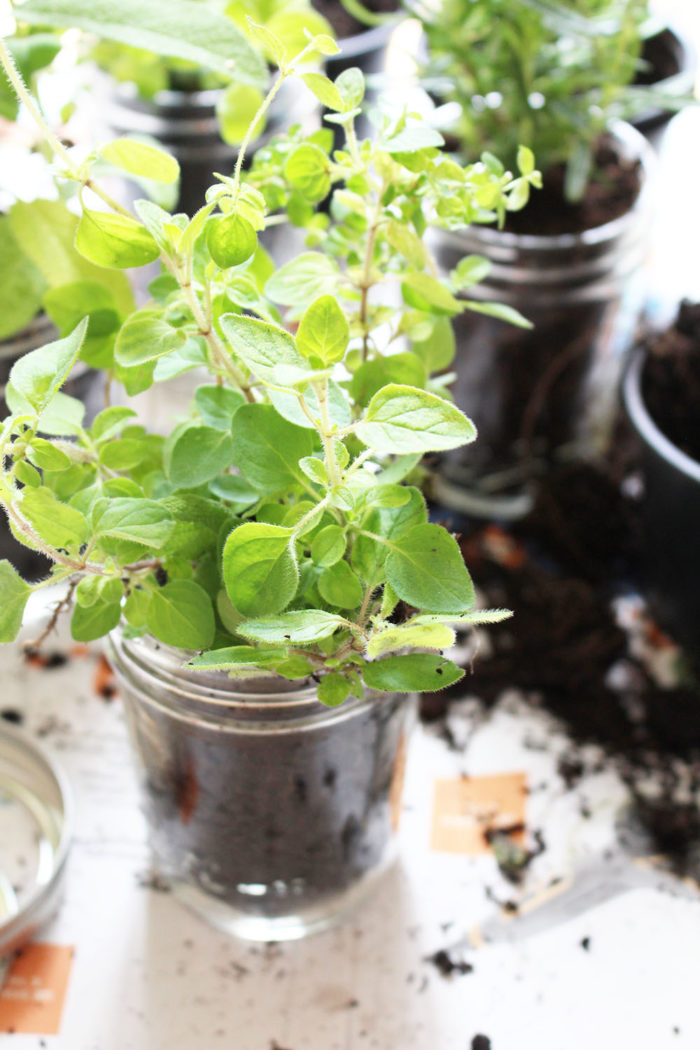 DIY Kräutergarten für die Küche im Lieblingsglas