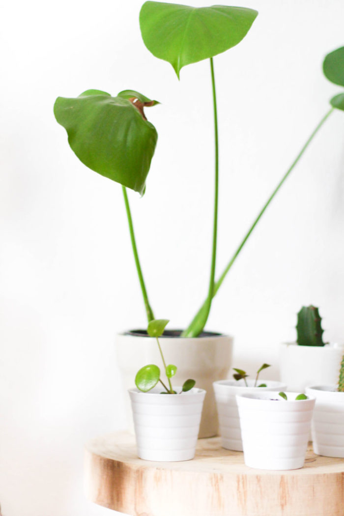 So einfach kannst du deine Zimmerpflanzen vermehren