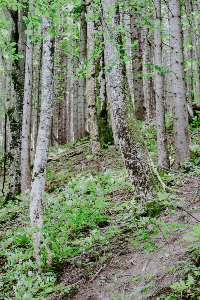 Ausflugstipp: Rundgang um den Leopoldsteinersee