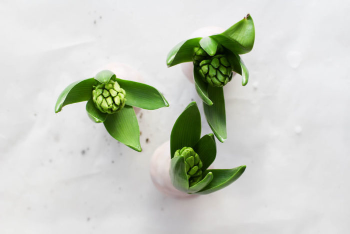 DIY Frühlingsdeko: Blumenzwiebel in Wachs