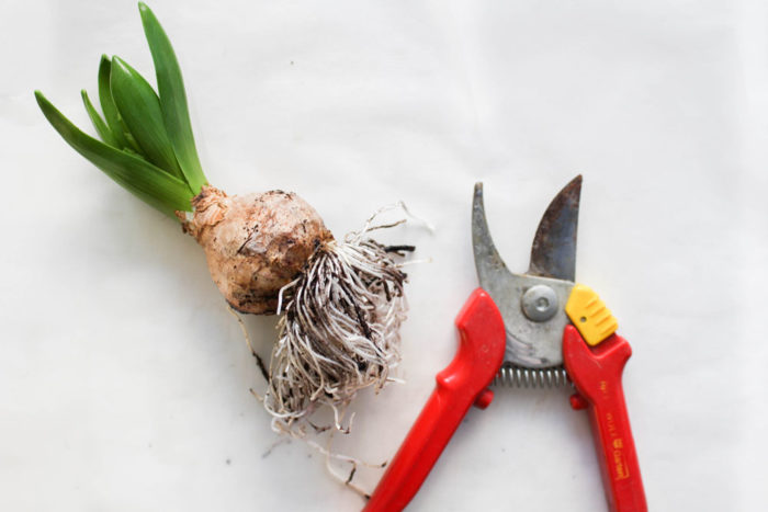 DIY Frühlingsdeko: Blumenzwiebel in Wachs